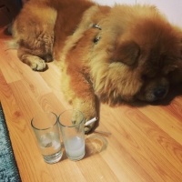 Chow Chow (çin Aslanı), Köpek  Roys fotoğrafı