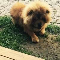 Chow Chow (çin Aslanı), Köpek  Roys fotoğrafı
