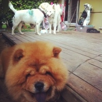 Chow Chow (çin Aslanı), Köpek  Roys fotoğrafı