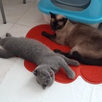 Siyam Kedisi, Kedi  Tarçın fotoğrafı