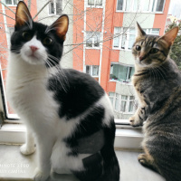 Tekir Kedi, Kedi  Hera fotoğrafı