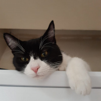 Tekir Kedi, Kedi  Metis fotoğrafı