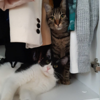 Tekir Kedi, Kedi  Metis fotoğrafı