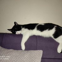 Tekir Kedi, Kedi  Metis fotoğrafı