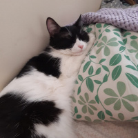 Tekir Kedi, Kedi  Metis fotoğrafı