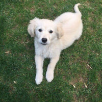 Golden Retriever, Köpek  Lucy fotoğrafı