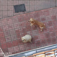 Golden Retriever, Köpek  Lucy fotoğrafı