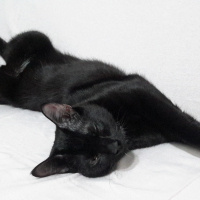 Bombay, Kedi  Peyker fotoğrafı