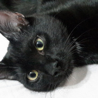 Bombay, Kedi  Peyker fotoğrafı