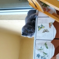 Scottish Fold, Kedi  Potlaç fotoğrafı