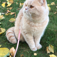 British Shorthair, Kedi  Karamel fotoğrafı