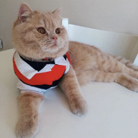 British Shorthair, Kedi  Karamel fotoğrafı