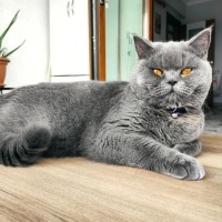 British Shorthair, Kedi  Melo fotoğrafı