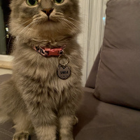 Tekir Kedi, Kedi  Shila fotoğrafı