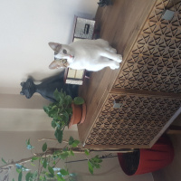 Tekir Kedi, Kedi  Benek ve Papatya Kardeşler fotoğrafı