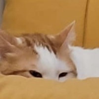 Tekir Kedi, Kedi  Benek ve Papatya Kardeşler fotoğrafı