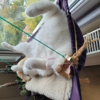 Tekir Kedi, Kedi  Benek ve Papatya Kardeşler fotoğrafı