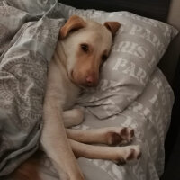 Labrador Retriever, Köpek  Frostmourne fotoğrafı