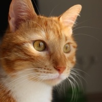 Sarman, Kedi  Paşa fotoğrafı