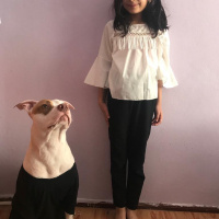Amerikan Pitbull Terrier, Köpek  Zeus fotoğrafı