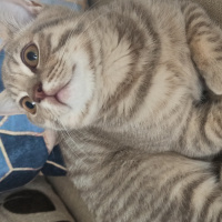 British Shorthair, Kedi  Yumak fotoğrafı