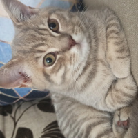 British Shorthair, Kedi  Yumak fotoğrafı