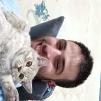 British Shorthair, Kedi  Yumak fotoğrafı