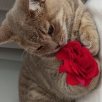 British Shorthair, Kedi  Yumak fotoğrafı