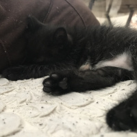 Tekir Kedi, Kedi  Gece fotoğrafı