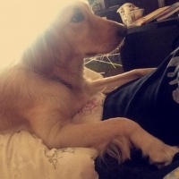 Golden Retriever, Köpek  Misha fotoğrafı