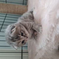 Scottish Fold, Kedi  Skotish fold fotoğrafı