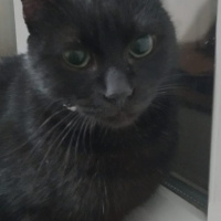 American Curl, Kedi  Odin fotoğrafı