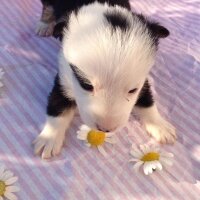 Sokö (Sokak Köpeği), Köpek  Merkür , dünya ve jüpiter fotoğrafı