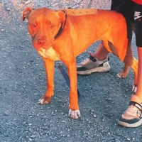 Amerikan Pitbull Terrier, Köpek  Fiona fotoğrafı
