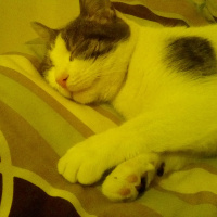 Tekir Kedi, Kedi  Şila fotoğrafı