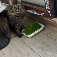 Norwegian Forest, Kedi  süvari fotoğrafı