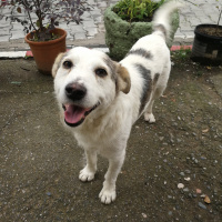 Sokö (Sokak Köpeği), Köpek  Nazlı Can fotoğrafı