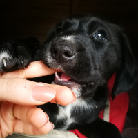 Sokö (Sokak Köpeği), Köpek  Nazlı Can fotoğrafı