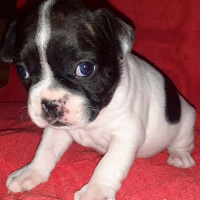 Fransız Bulldog, Köpek  Odin fotoğrafı