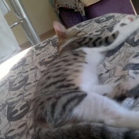 Tekir Kedi, Kedi  Ponçik  fotoğrafı