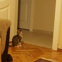 Tekir Kedi, Kedi  Ponçik  fotoğrafı