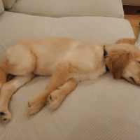 Golden Retriever, Köpek  Aphrodite fotoğrafı