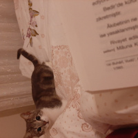 Tekir Kedi, Kedi  Şeker fotoğrafı