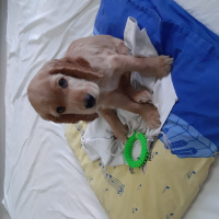İngiliz Cocker Spaniel, Köpek  Coki fotoğrafı