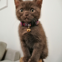 British Shorthair, Kedi  Tarçın fotoğrafı