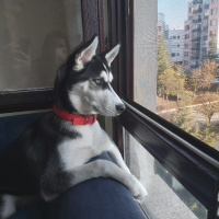 Sibirya Kurdu (Husky), Köpek  REİNA fotoğrafı