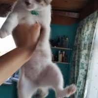 Tekir Kedi, Kedi  narin fotoğrafı