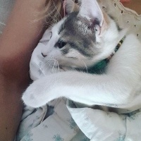 Tekir Kedi, Kedi  narin fotoğrafı
