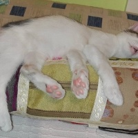 Tekir Kedi, Kedi  narin fotoğrafı