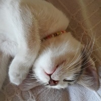 Tekir Kedi, Kedi  narin fotoğrafı